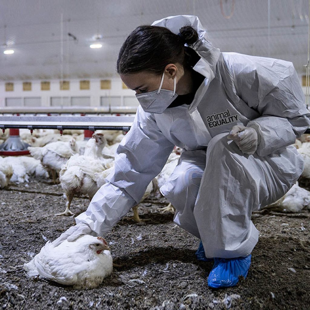 10 фактов о Хоакине Фениксе и его жене Руни Маре