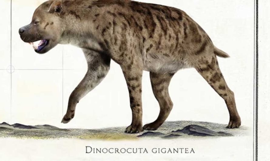 Новая находка палеонтологов: на Кавказе обитали древние хищники, превосходившие тигров